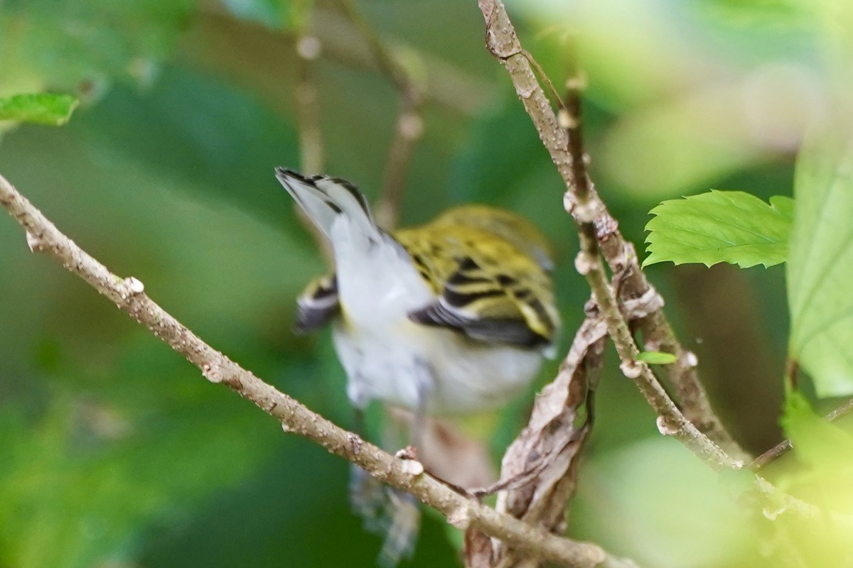 lesňáček rezavoboký - ML647324242