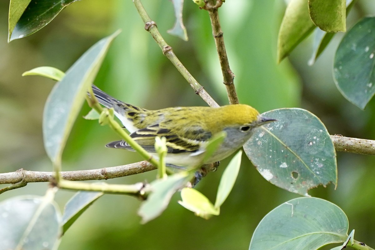 lesňáček rezavoboký - ML647324243