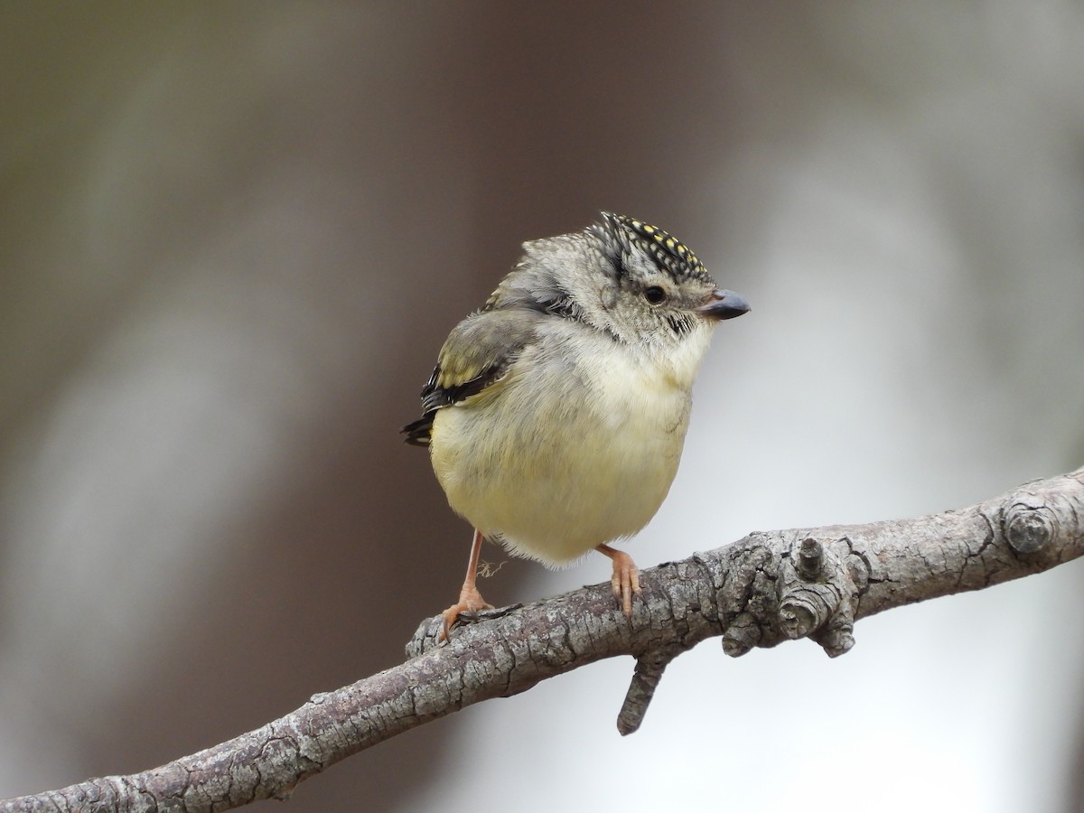 Spotted Pardalote - ML647324247