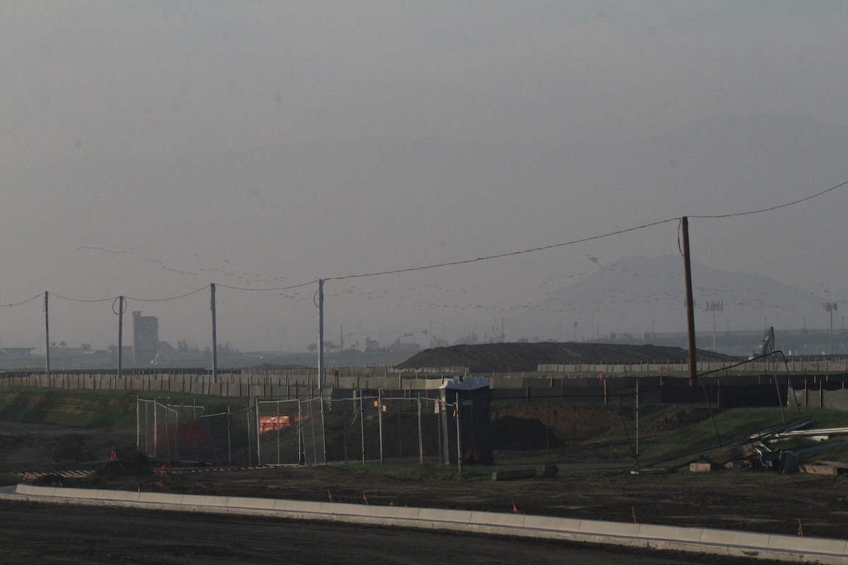 Canada Goose - ML647324251