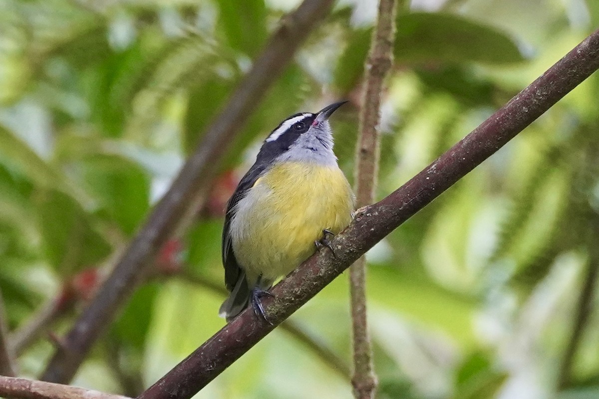 Bananaquit - ML647324254