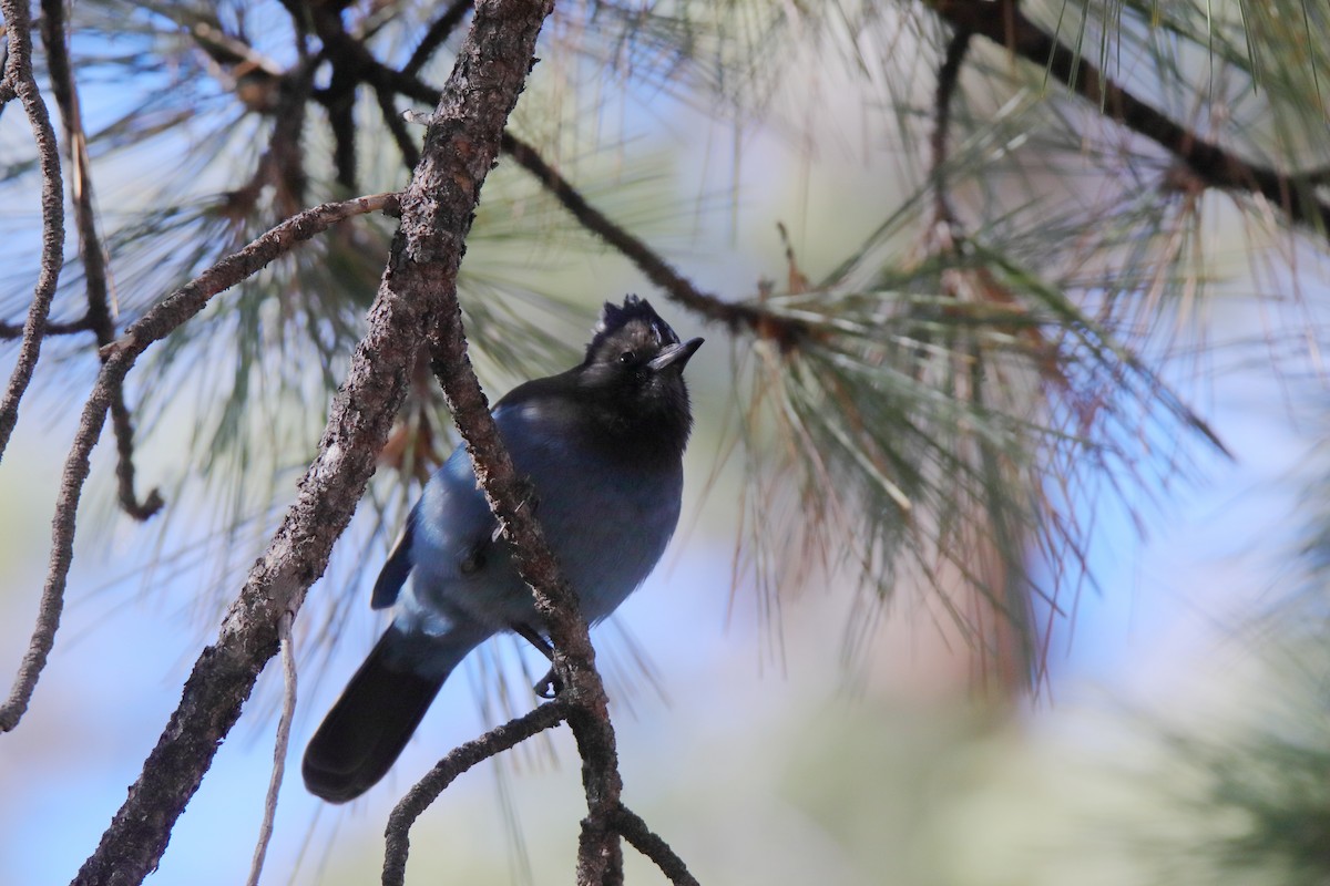 Steller's Jay - ML647324256
