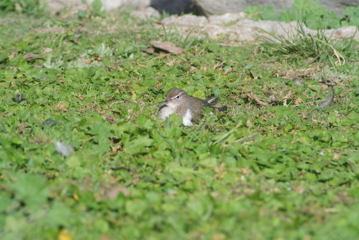 Spotted Sandpiper - ML647324258