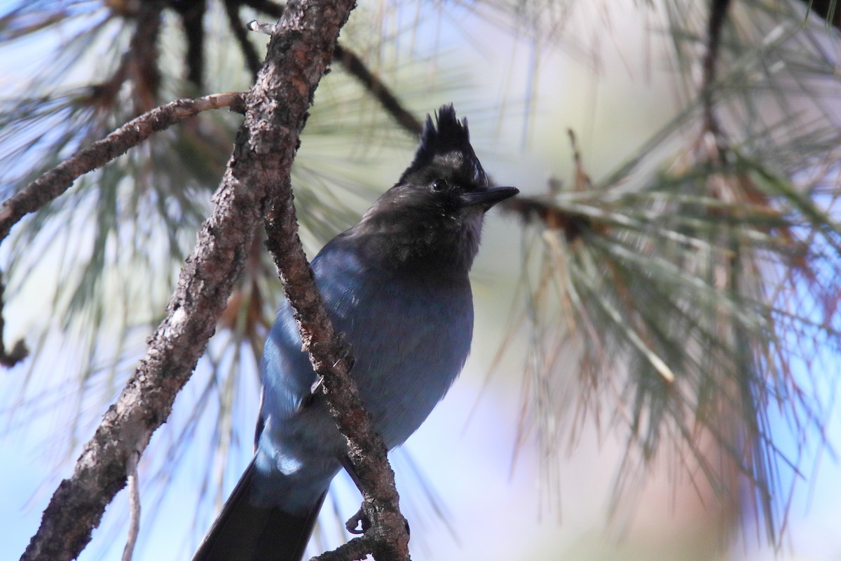 Steller's Jay - ML647324259