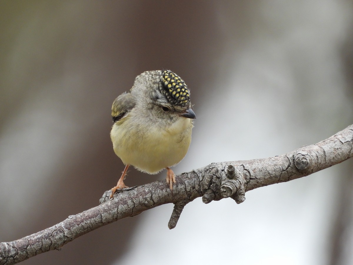 Spotted Pardalote - ML647324267
