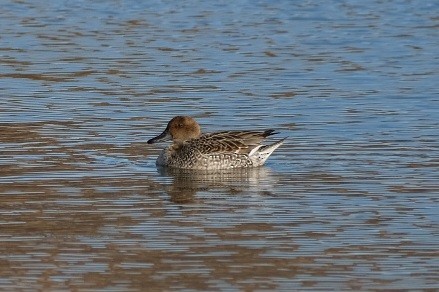 Northern Pintail - ML647324287