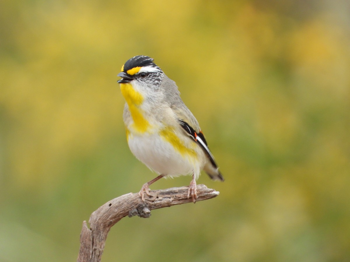 Striated Pardalote - ML647324298
