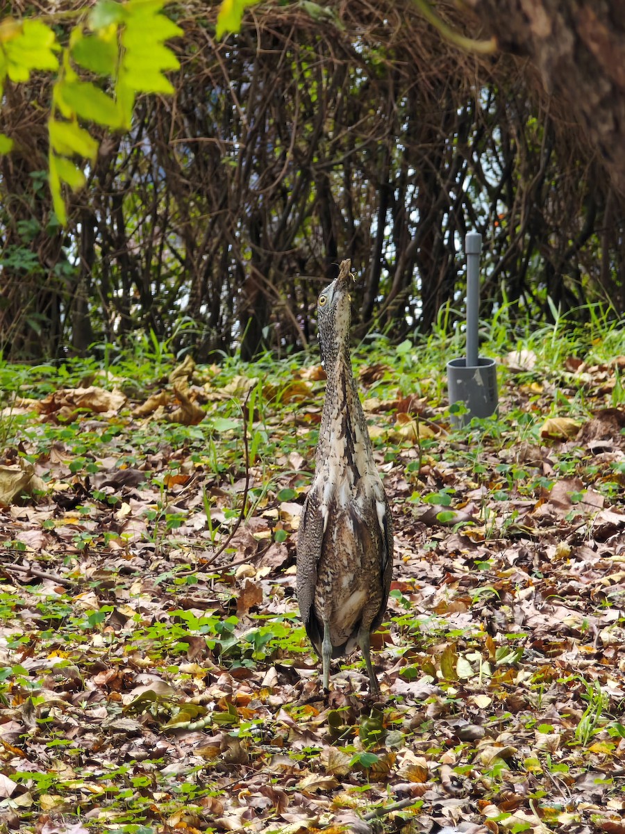 ズグロミゾゴイ - ML647324302