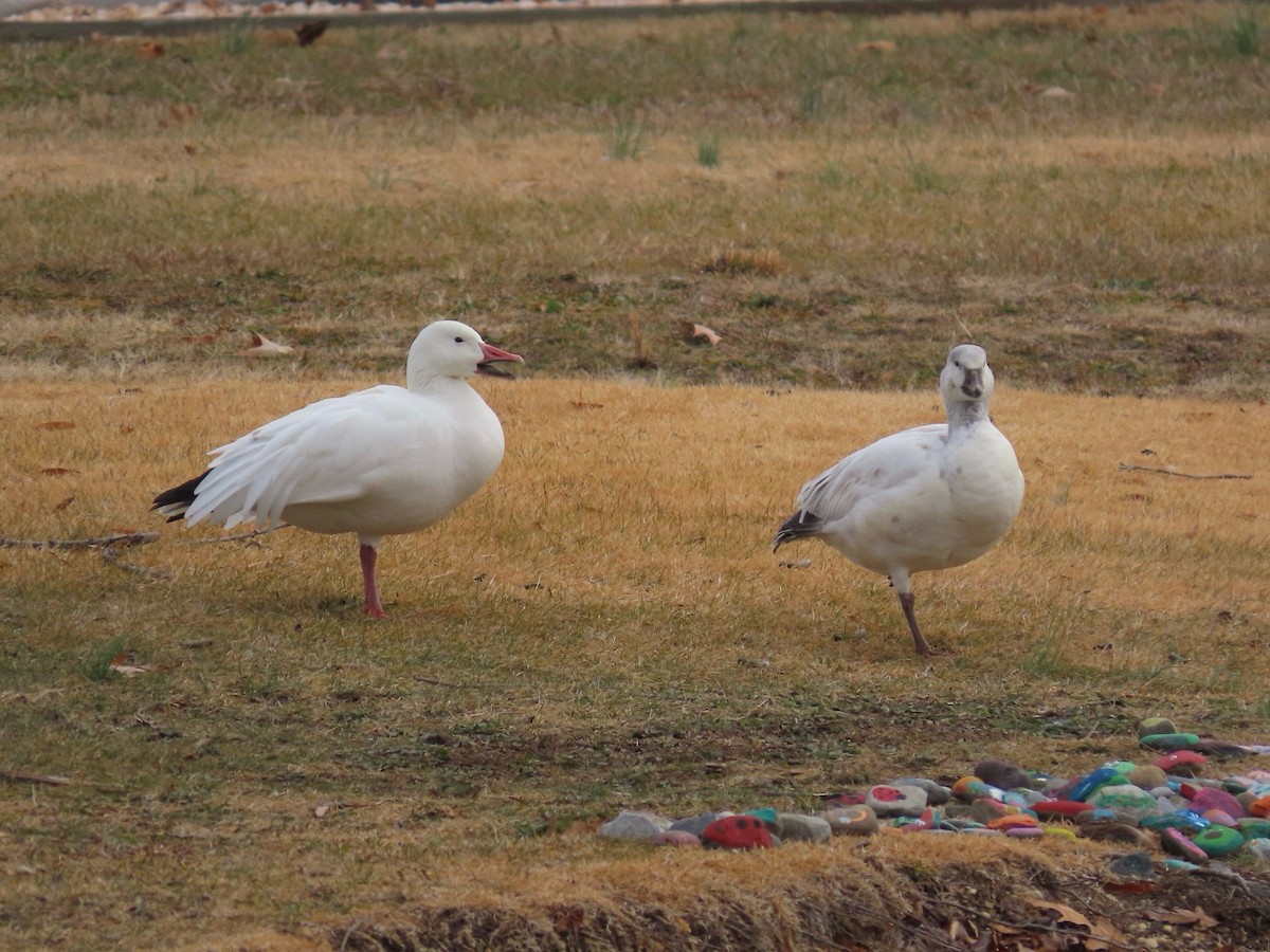 Snow Goose - ML647324303