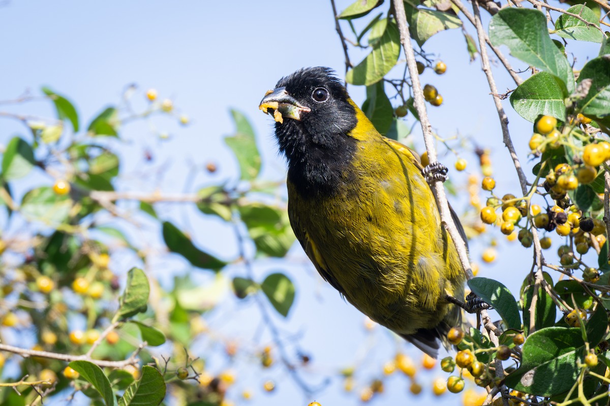 Crimson-collared Grosbeak - ML647324319