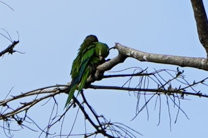 Olive-throated Parakeet - ML647324331