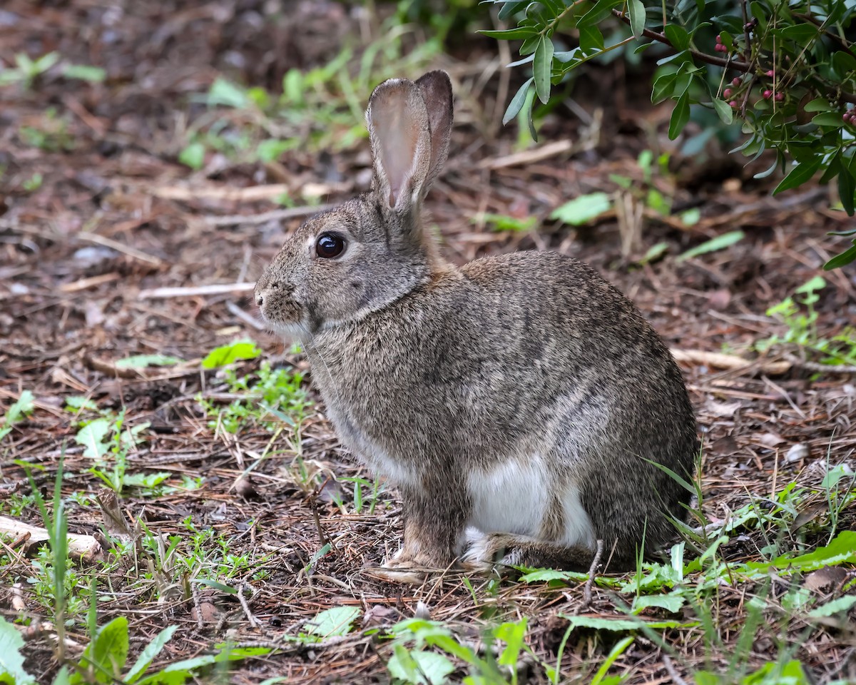 Lapin de garenne - ML647324337