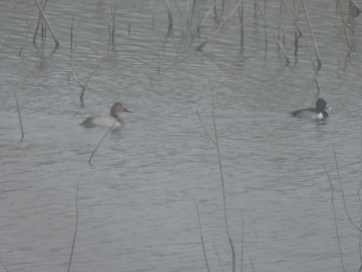 Murgilari bizkarzuria - ML647324338