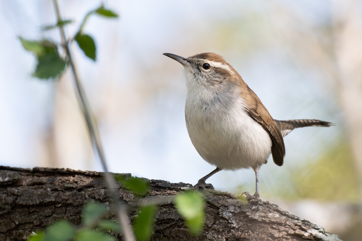 Bewick's Wren - ML647324356