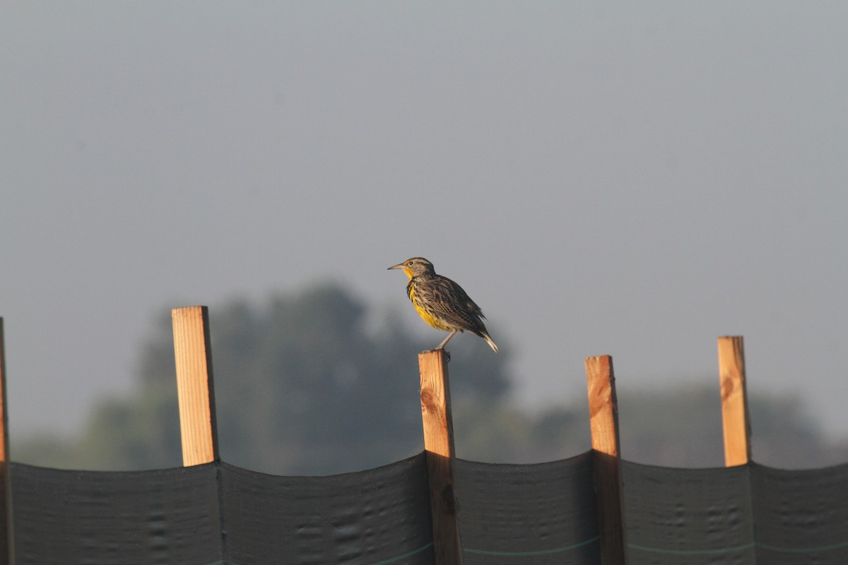 Western Meadowlark - ML647324368