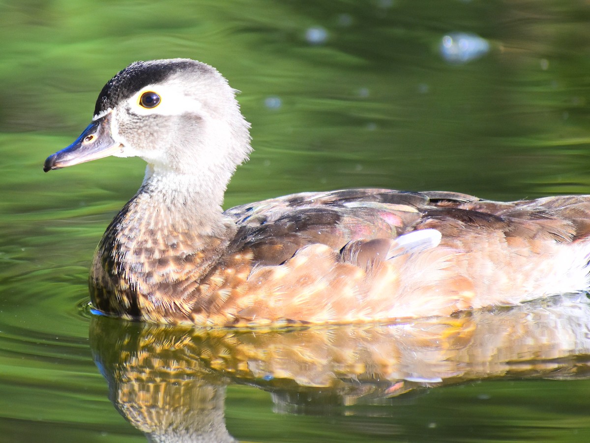 Ahate karolinarra - ML647324369