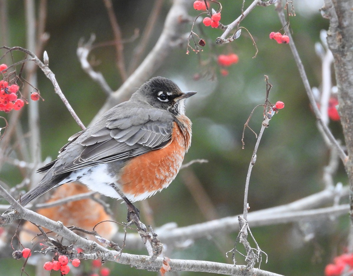 drozd stěhovavý - ML647324370