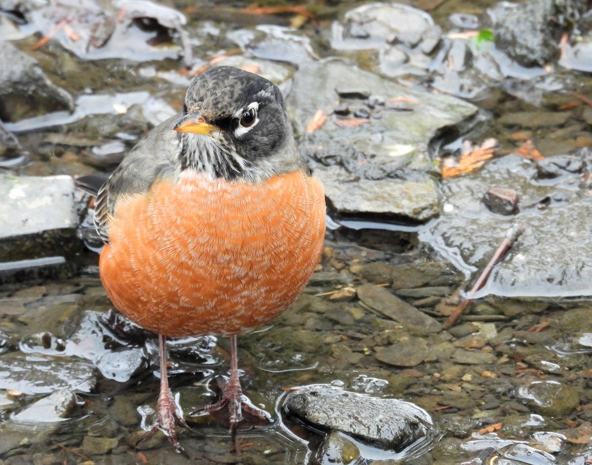 drozd stěhovavý - ML647324371