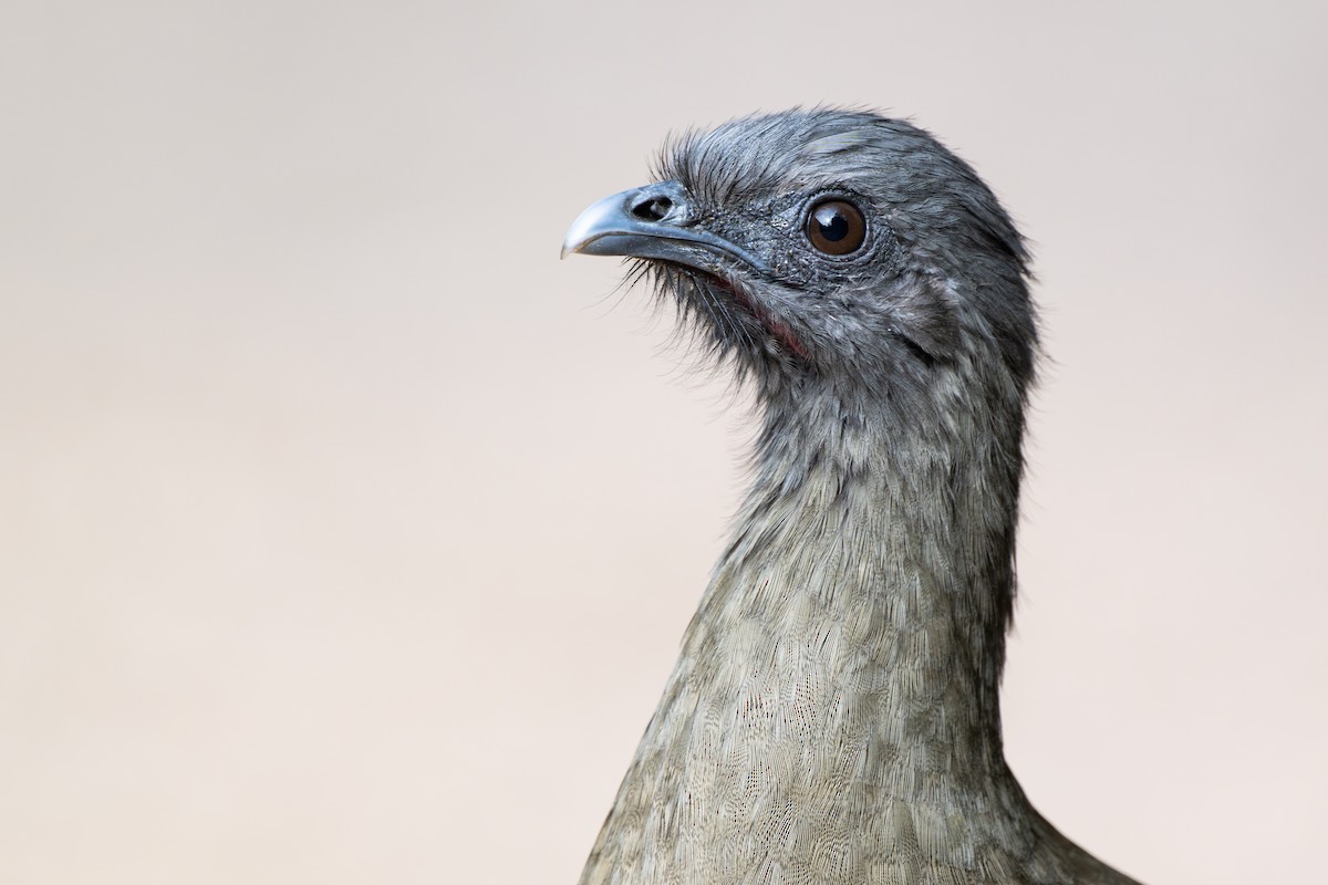 Plain Chachalaca - ML647324373