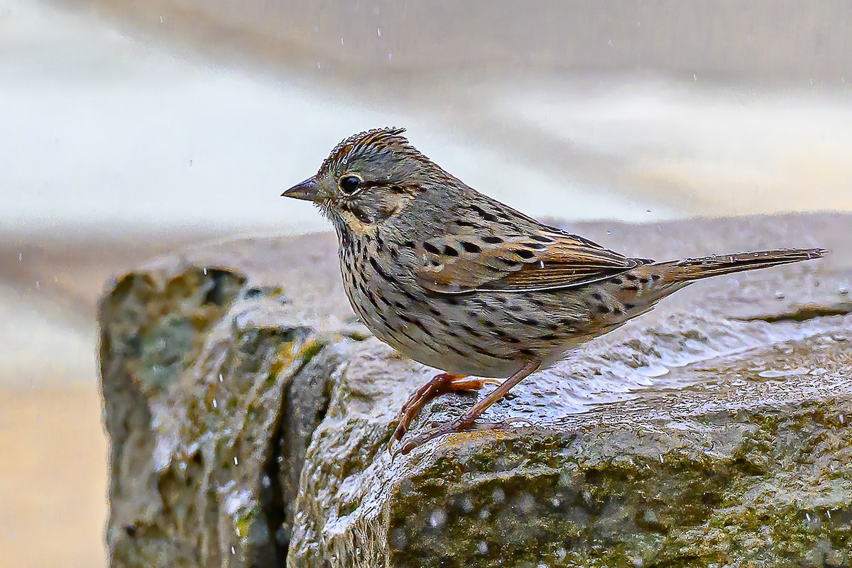 Lincoln's Sparrow - ML647324396