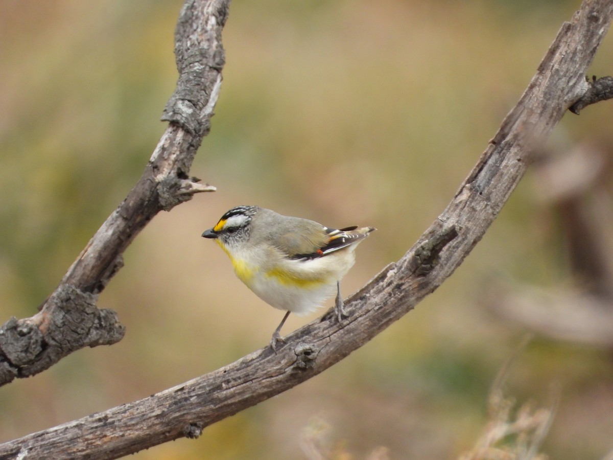 Striated Pardalote - ML647324397