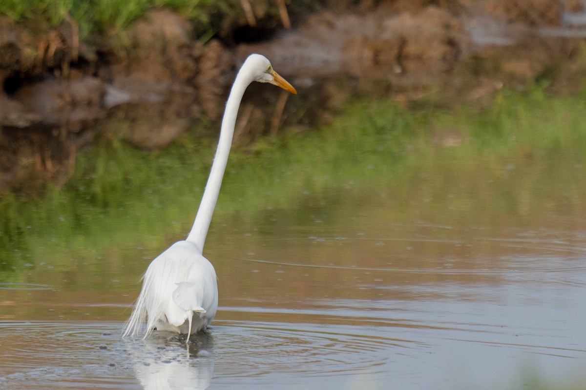 Silberreiher - ML647324405