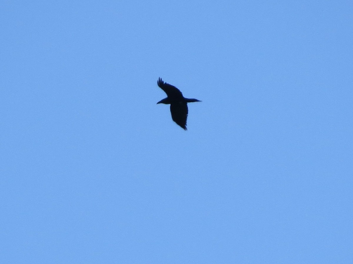 Common Raven - ML647324407