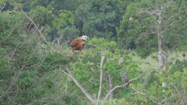 louče černohrdlé - ML647324411