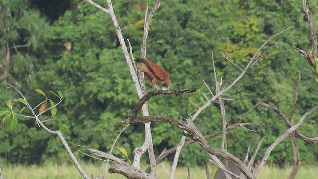 louče černohrdlé - ML647324412