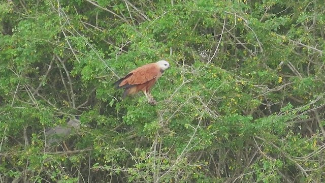 louče černohrdlé - ML647324413