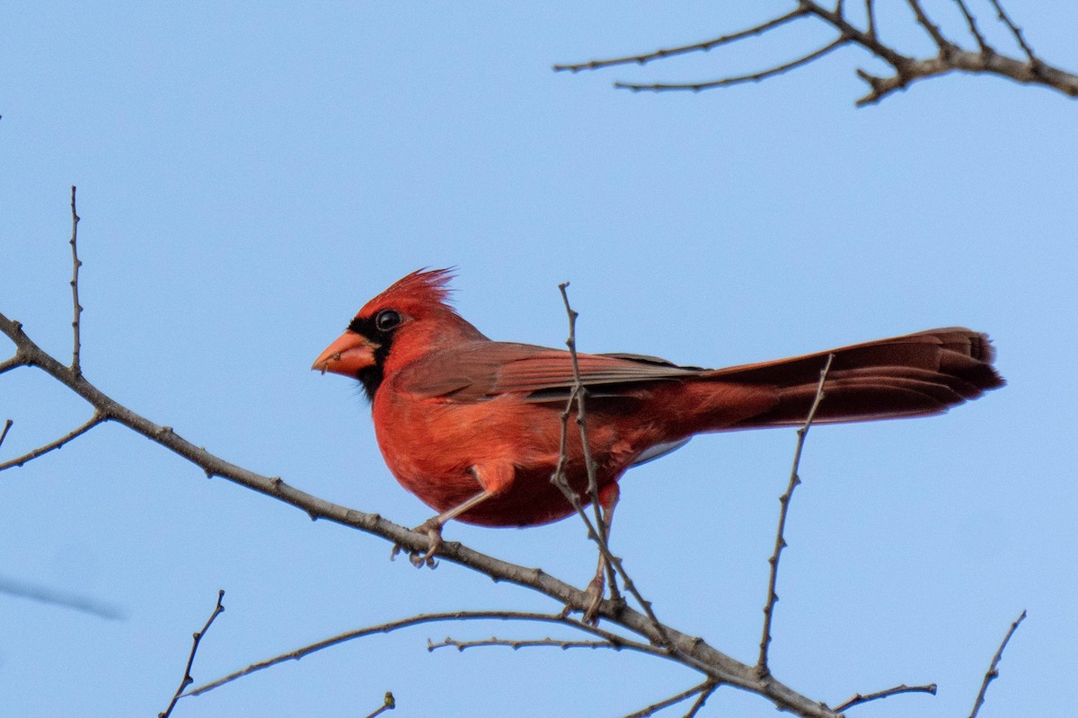 Красный кардинал - ML647324414