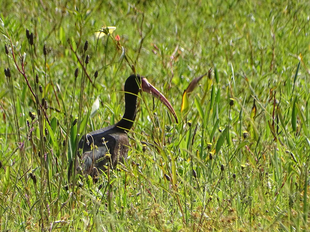 Bare-faced Ibis - ML647324418