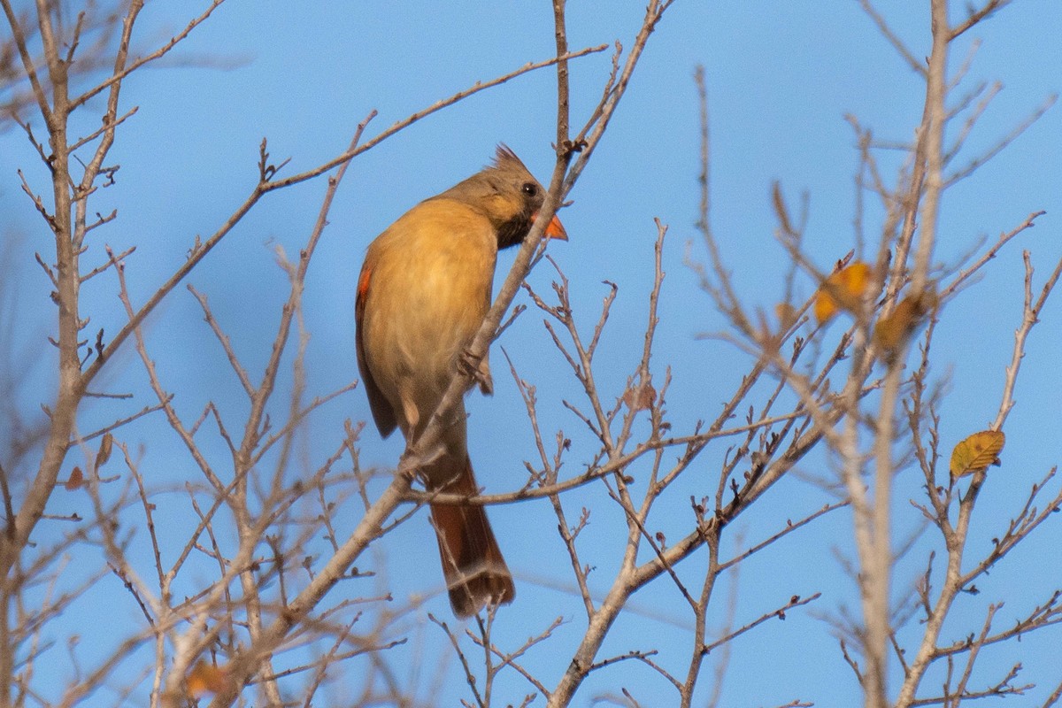 Красный кардинал - ML647324419