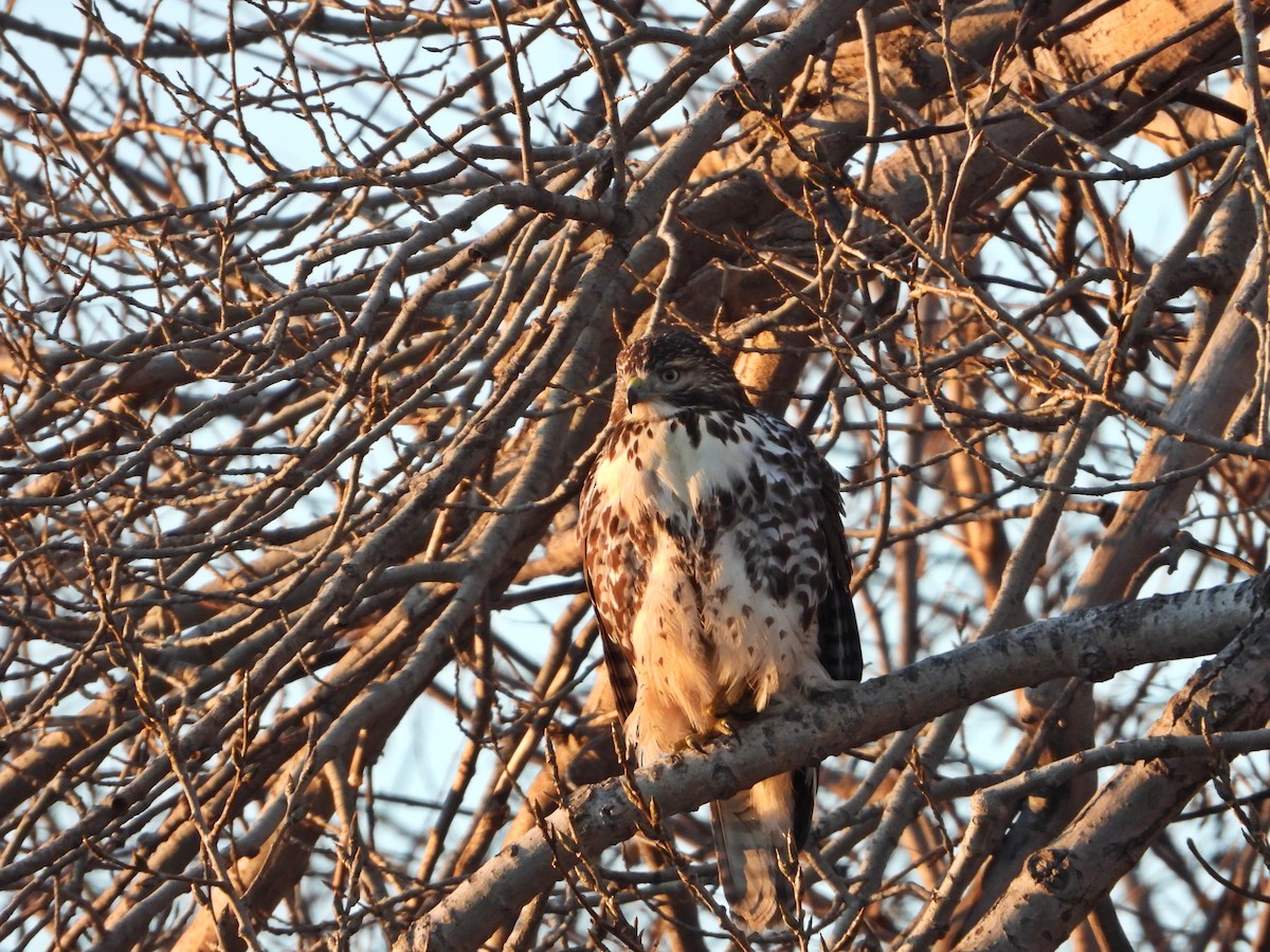 Red-tailed Hawk - ML647324429