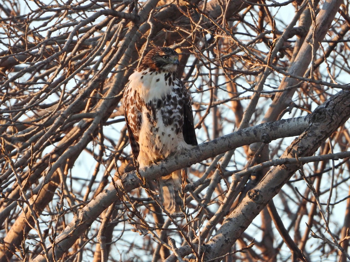 Red-tailed Hawk - ML647324430