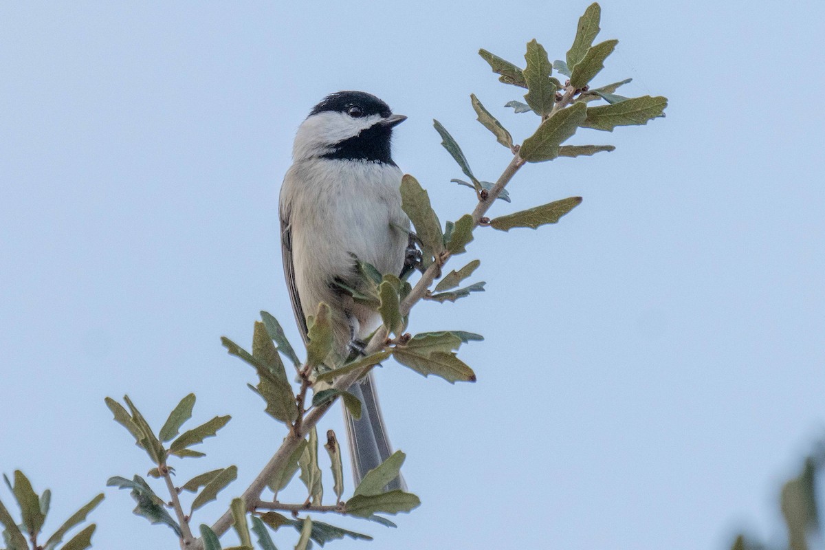 Carolina Chickadee - ML647324440