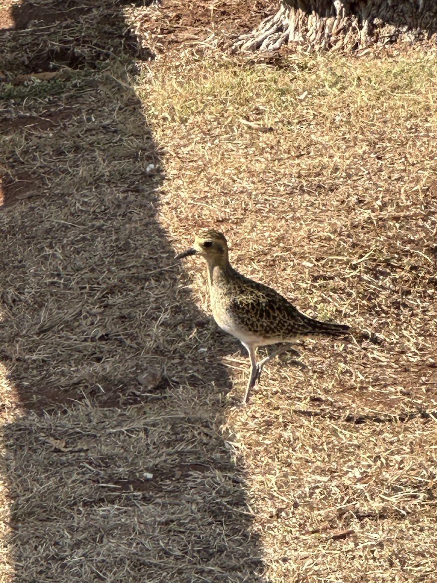 Азийн сүвээ цагаан - ML647324441
