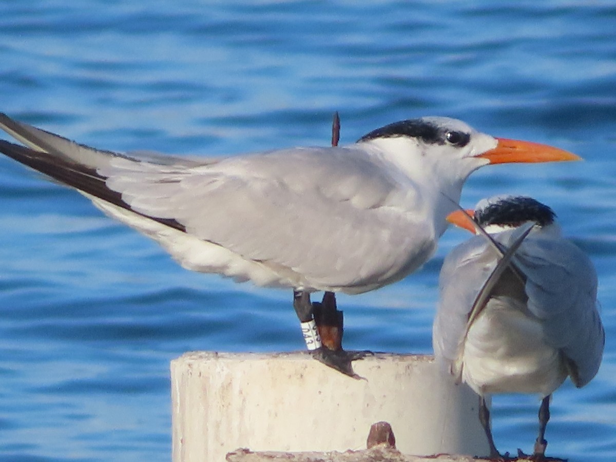 Royal Tern - ML647324442