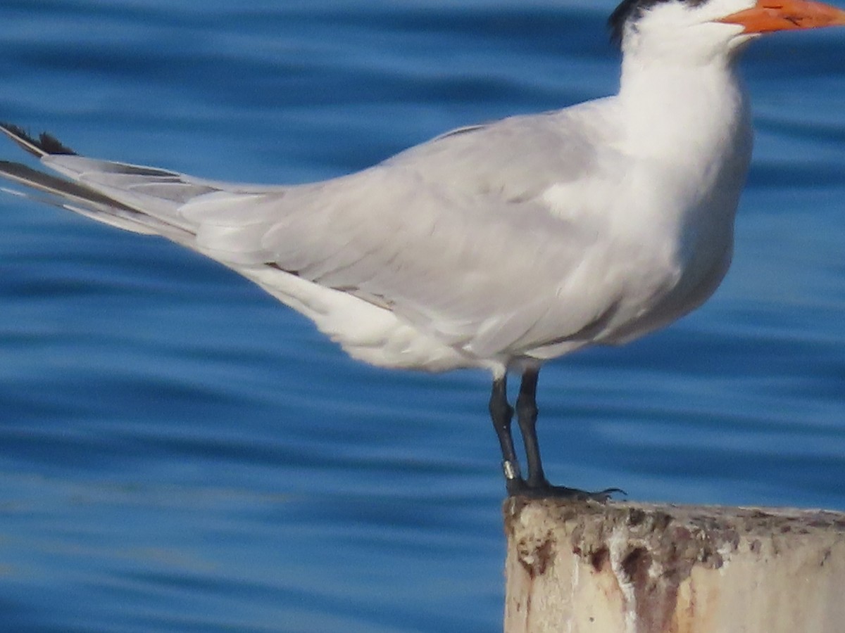 Royal Tern - ML647324443