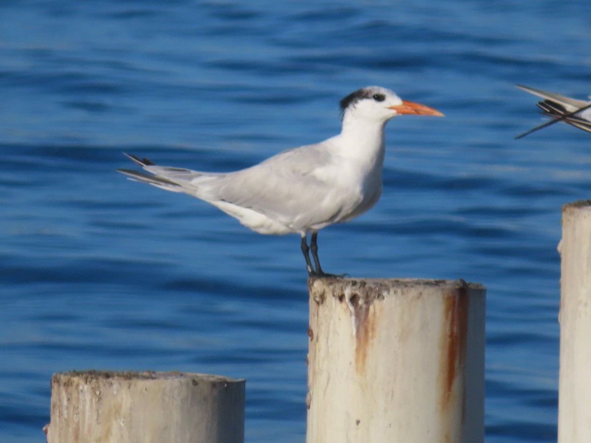 Royal Tern - ML647324444