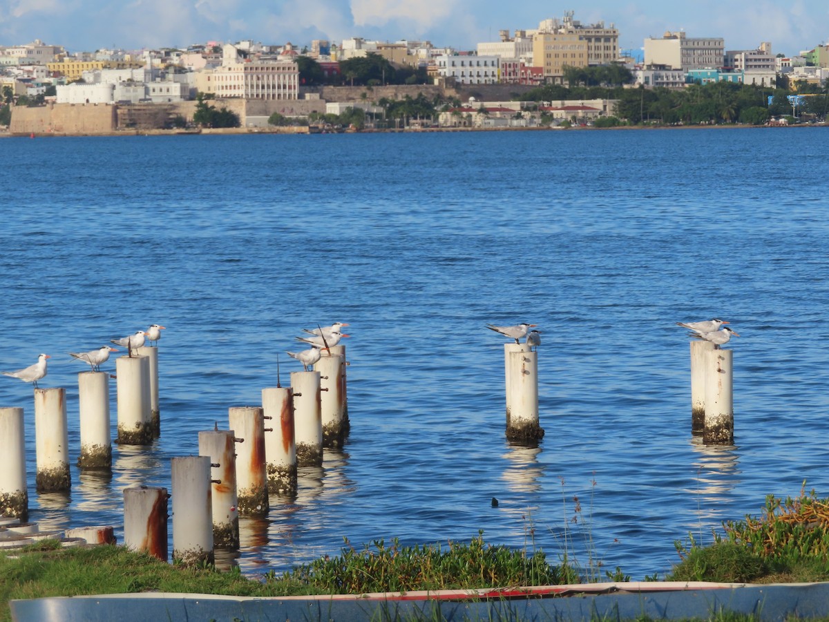 Royal Tern - ML647324445