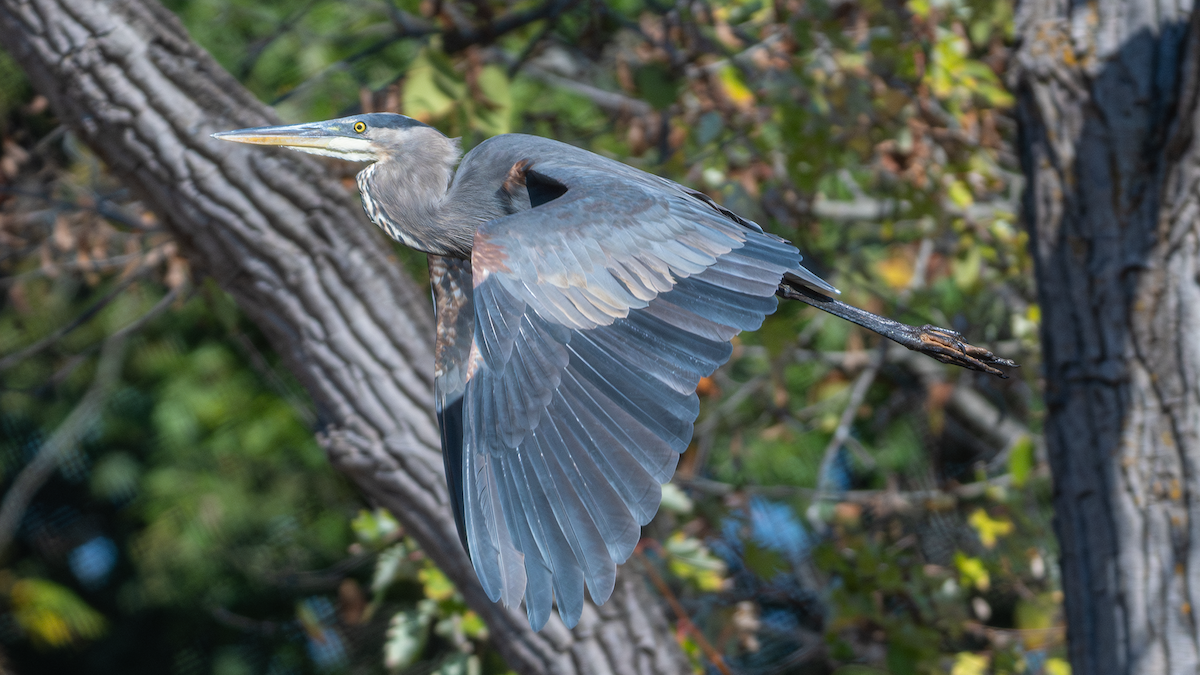 Great Blue Heron - ML647324446