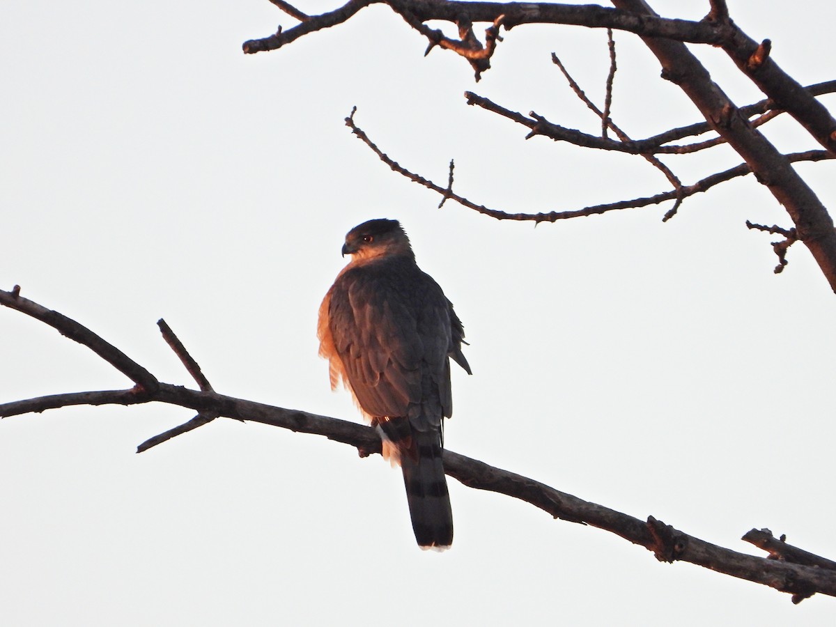 Cooper's Hawk - ML647324447