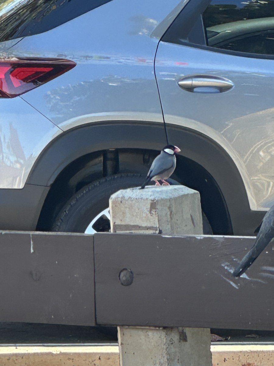 Java Sparrow - ML647324454