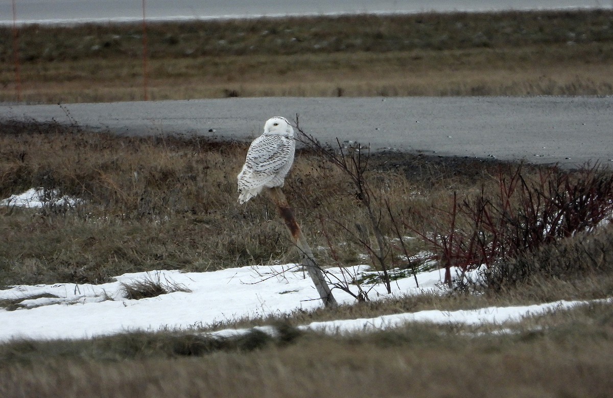 Snowy Owl - ML647324456
