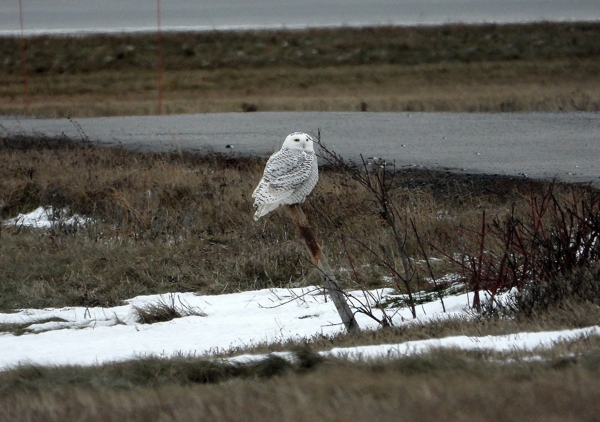 Snowy Owl - ML647324457