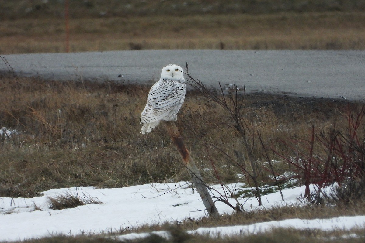 Snowy Owl - ML647324458