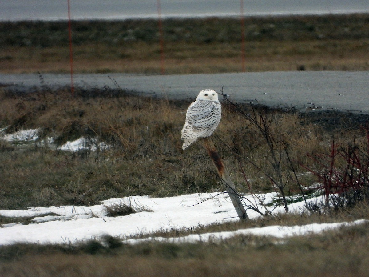 Snowy Owl - ML647324459