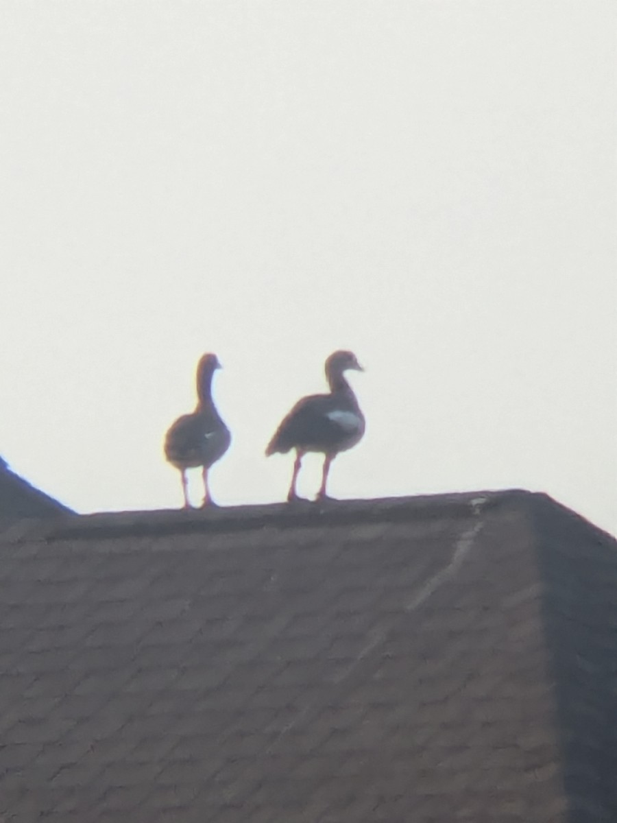 Egyptian Goose - ML647324465