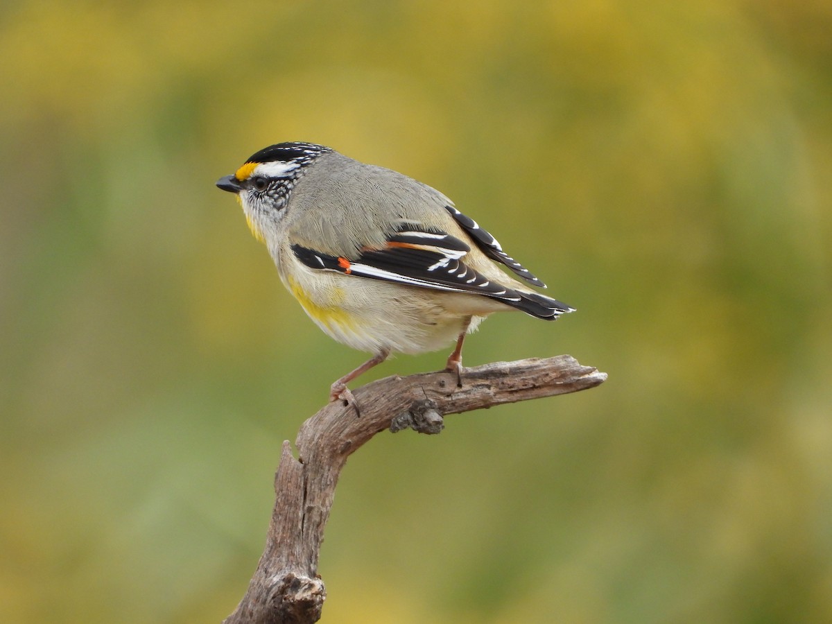 Striated Pardalote - ML647324469